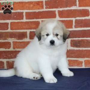 Quinn, Great Pyrenees Puppy